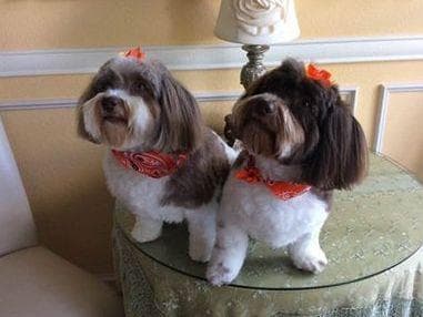 Havanese Puppies breeder image 3