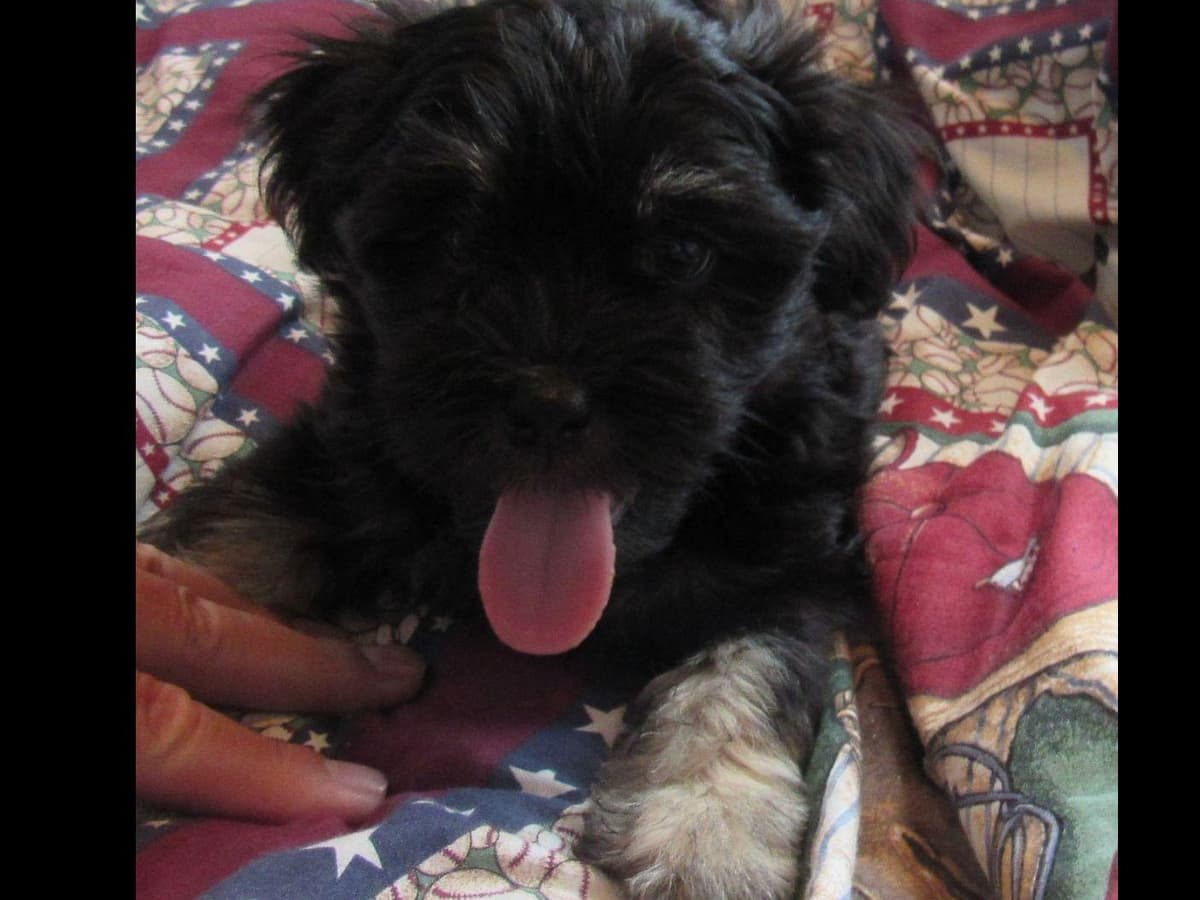 Havanese Puppies breeder image 2