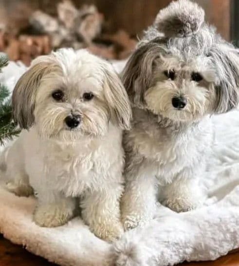 Havanese Puppies breeder image 5
