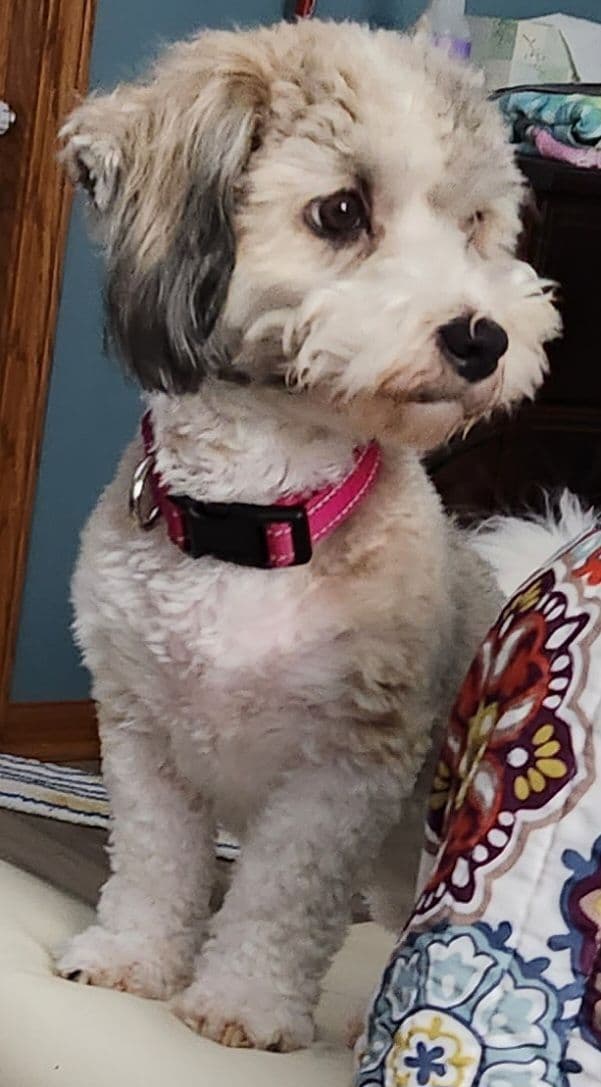 Havanese Puppies breeder image 7