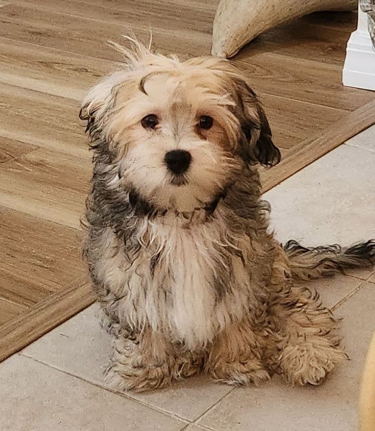 Havanese Puppies breeder image 6