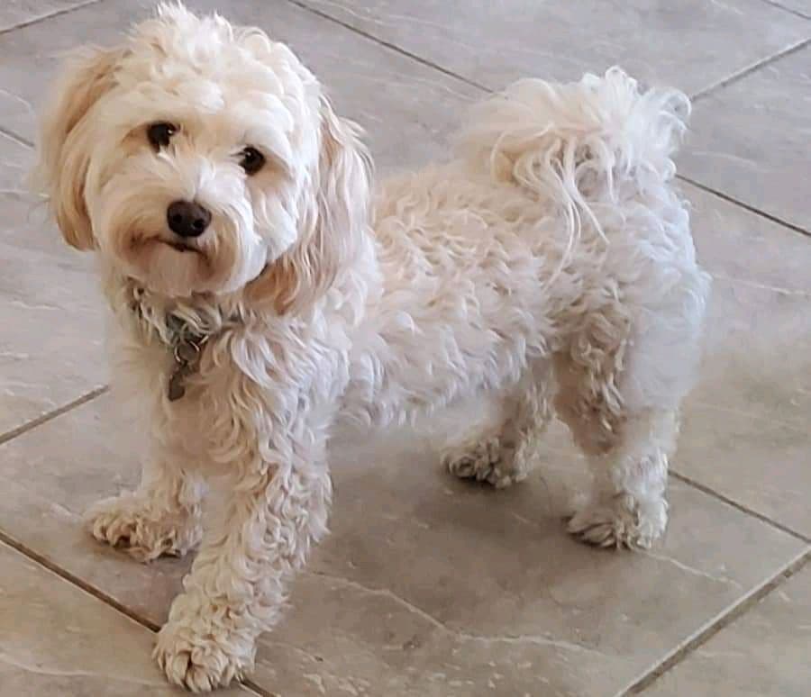 Havanese Puppies breeder image 9