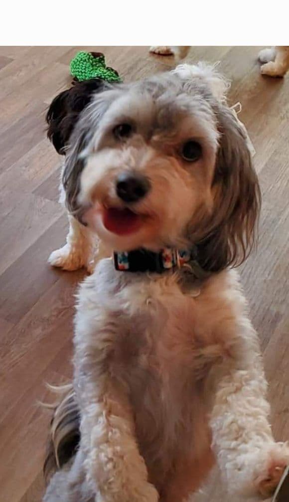 Havanese Puppies breeder image 8