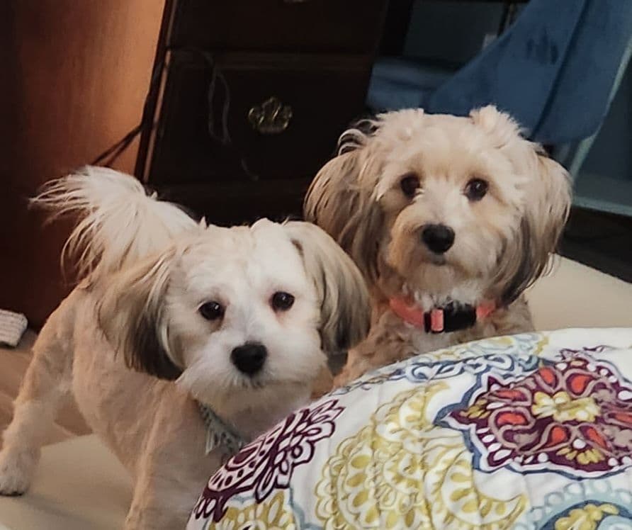 Havanese Puppies breeder image 10