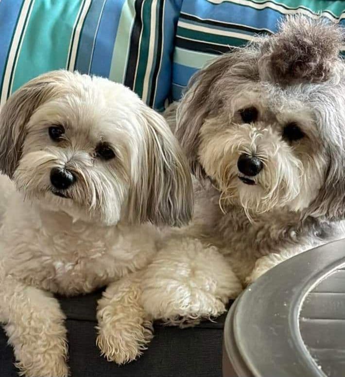 Havanese Puppies breeder image 11