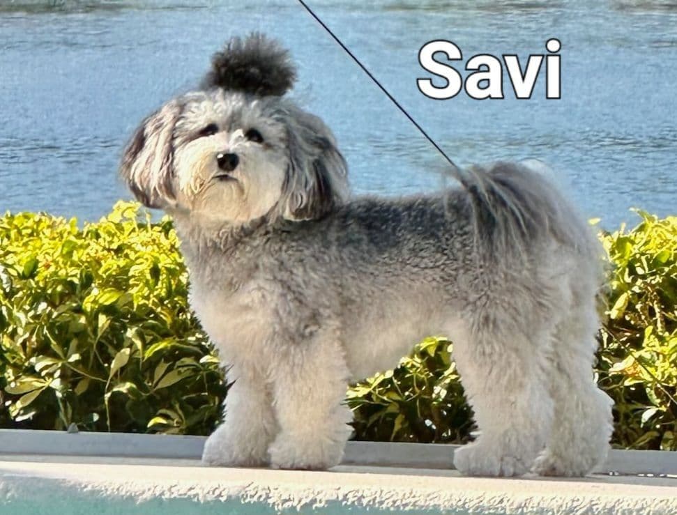 Havanese Puppies breeder image 12