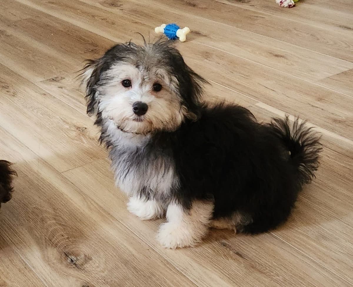 Havanese Puppies breeder image 14