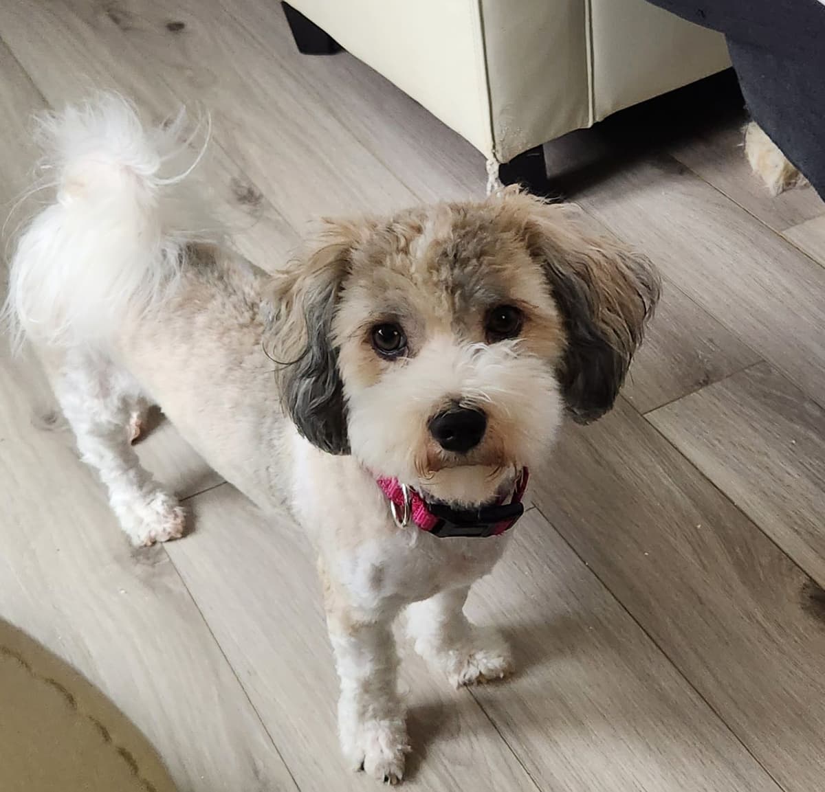 Havanese Puppies breeder image 13