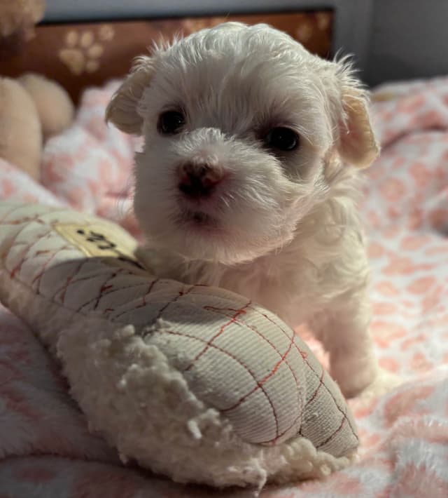 Havanese Puppies media 2