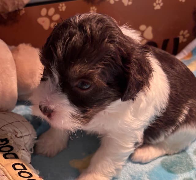 Havanese Puppies media 3