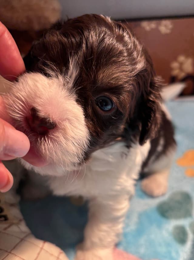 Havanese Puppies media 5
