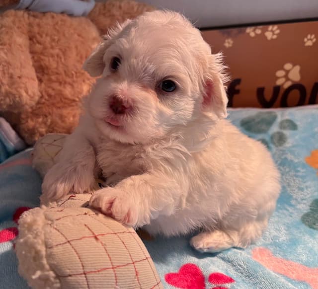 Havanese Puppies media 4