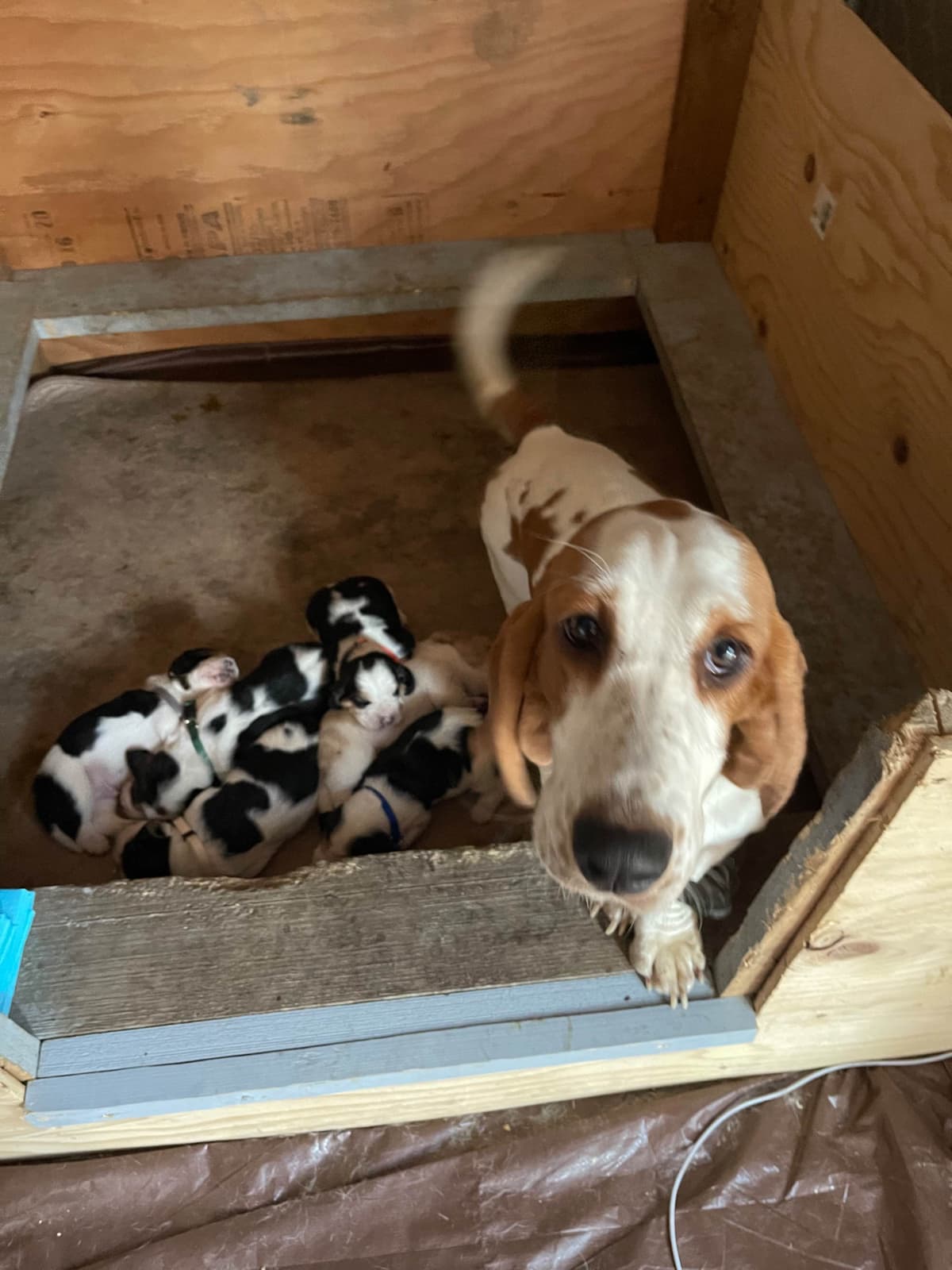 Basset Hound Puppies breeder image 1