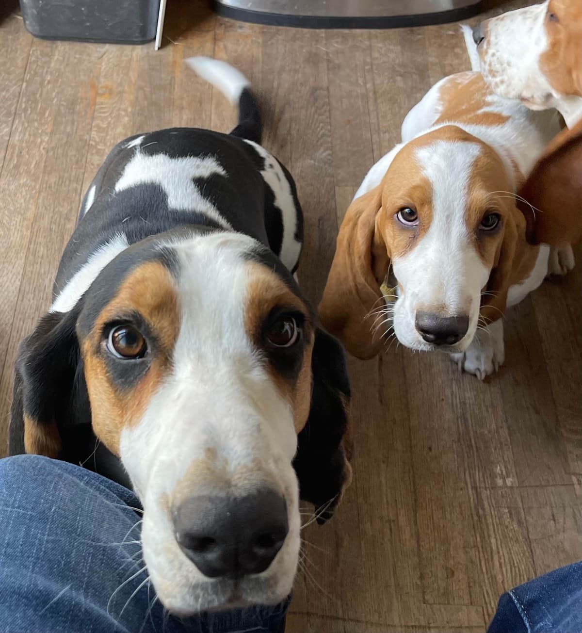 Basset Hound Puppies breeder image 2