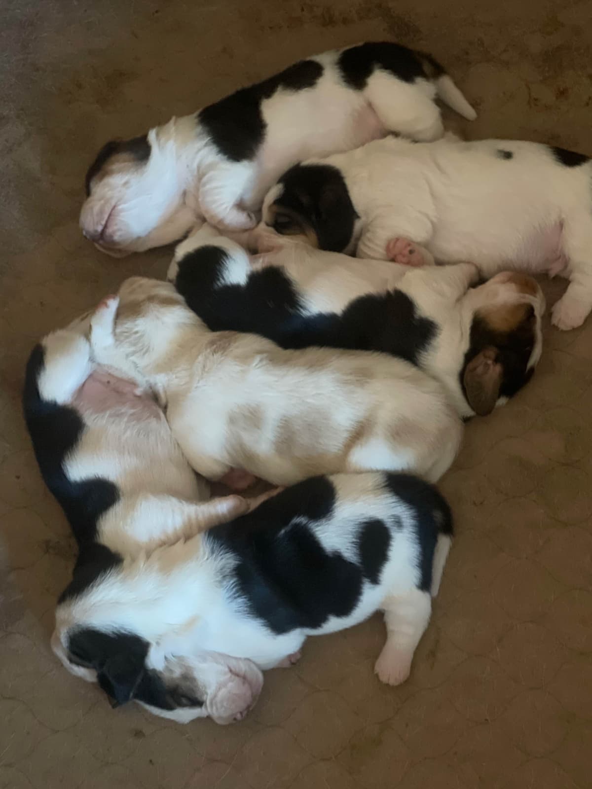 Basset Hound Puppies breeder image 3