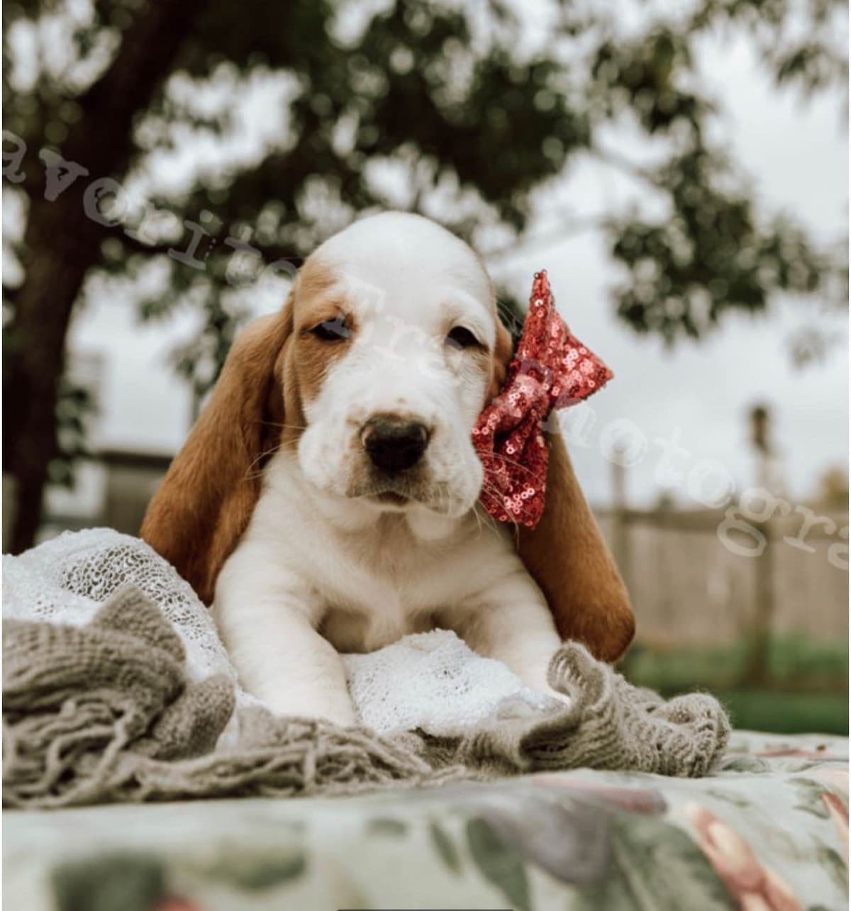 Basset Hound Puppies breeder image 4