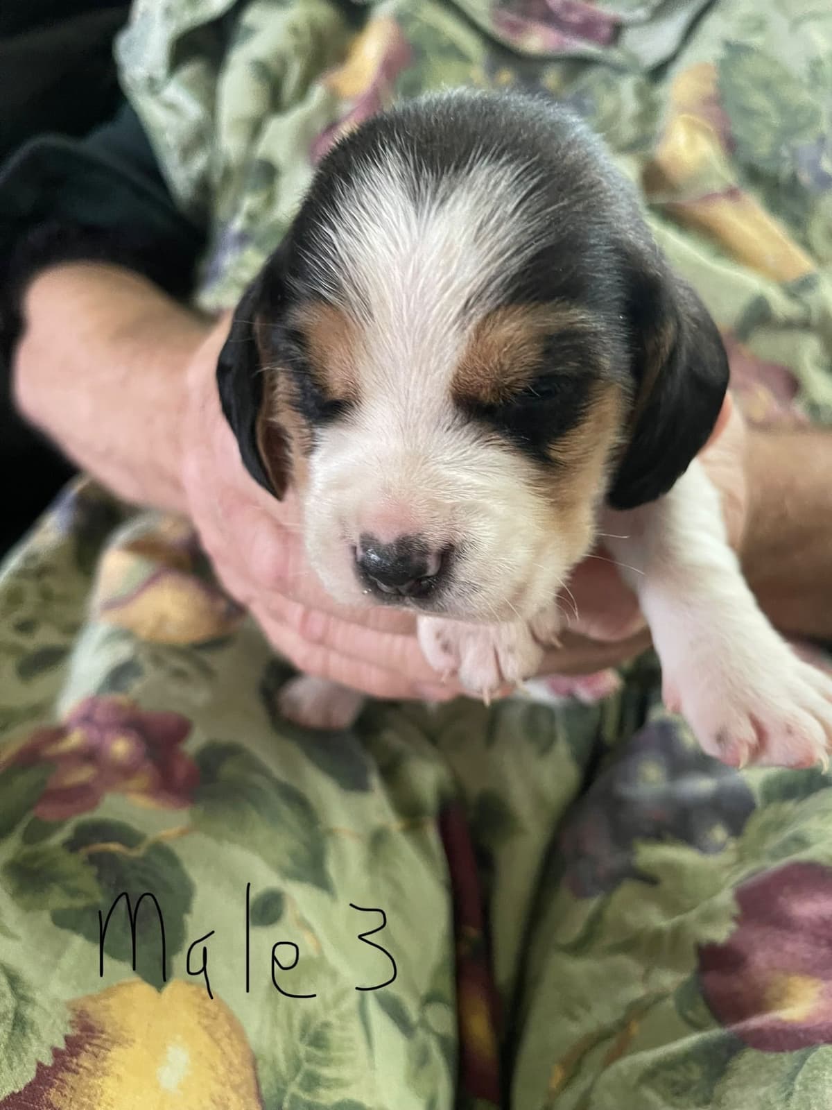 Basset Hound Puppies breeder image 5