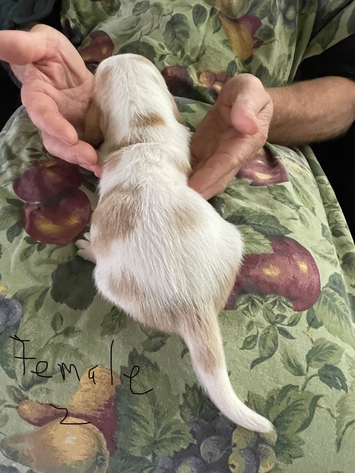 Basset Hound Puppies breeder image 7