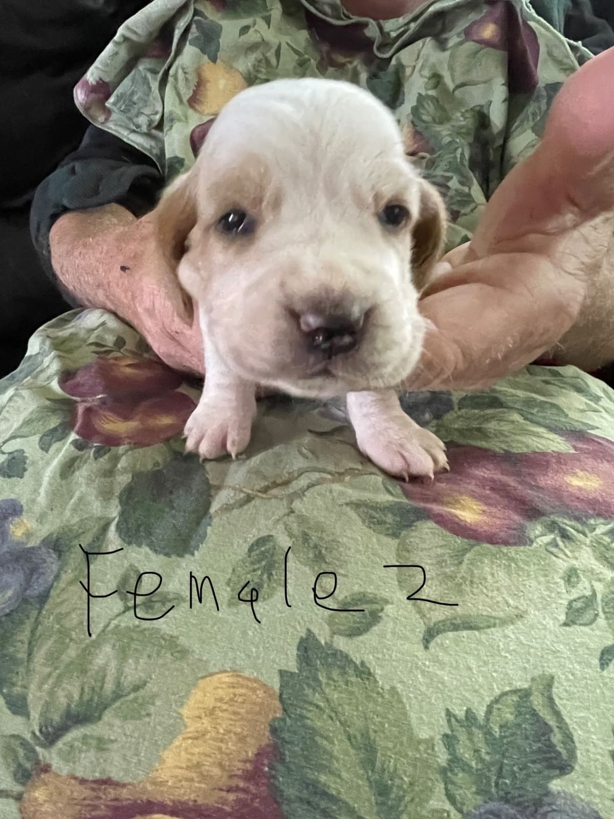 Basset Hound Puppies breeder image 6