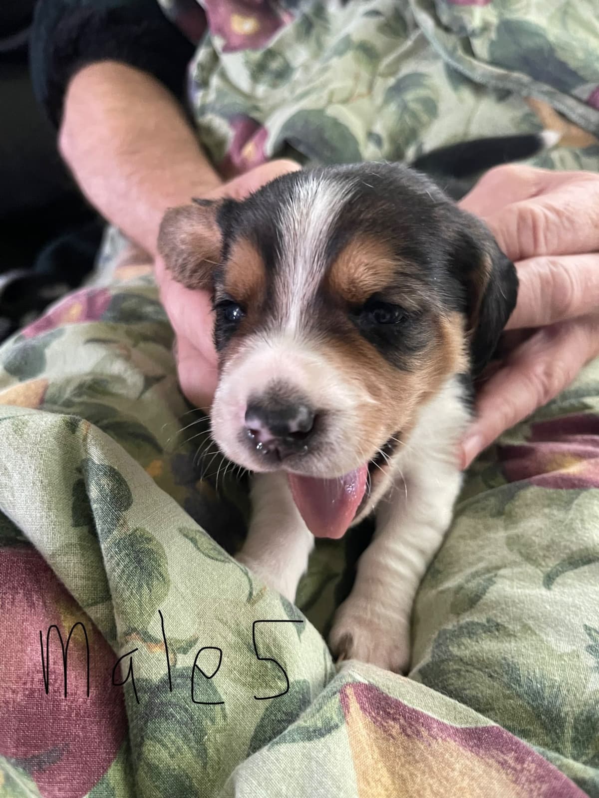 Basset Hound Puppies breeder image 8