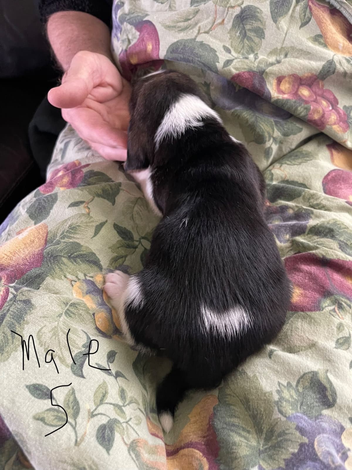 Basset Hound Puppies breeder image 9