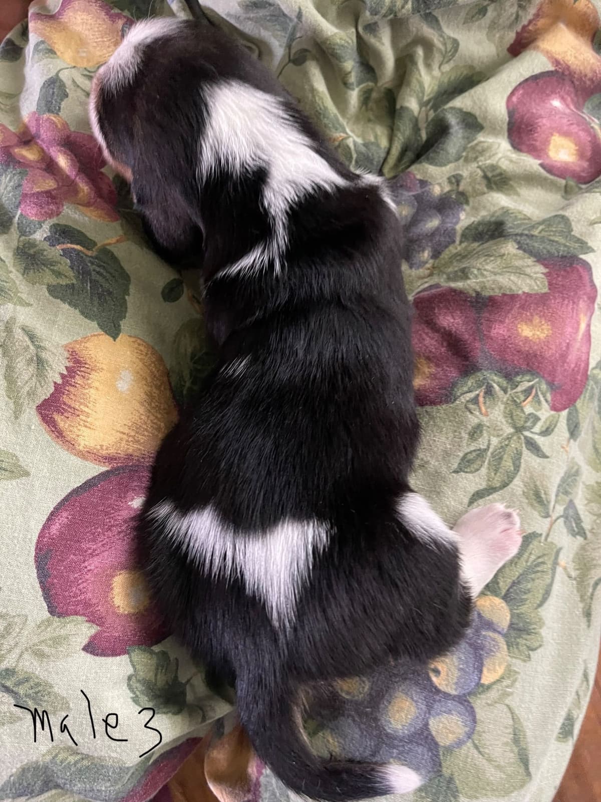 Basset Hound Puppies breeder image 10