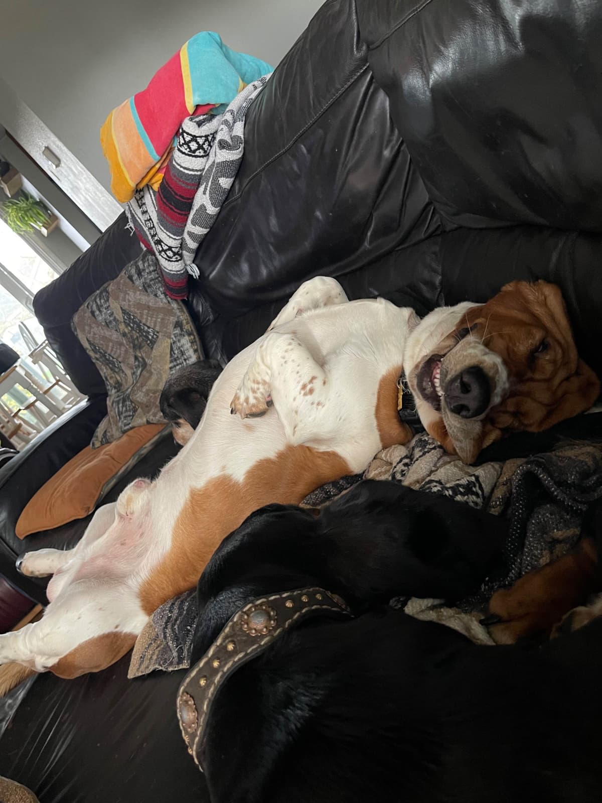 Basset Hound Puppies breeder image 12