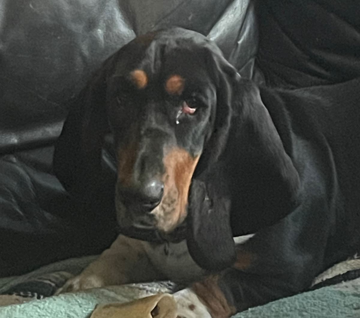 Basset Hound Puppies breeder image 13