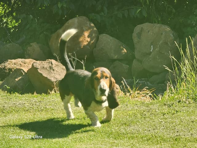 Basset Hound Puppies media 15