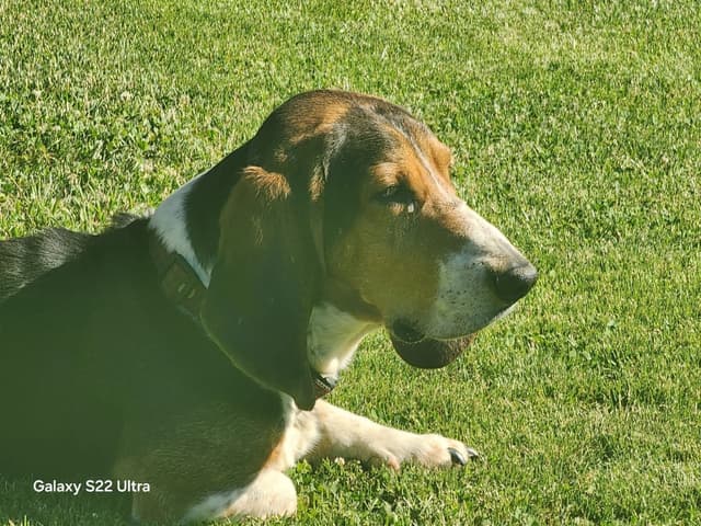 Basset Hound Puppies media 16