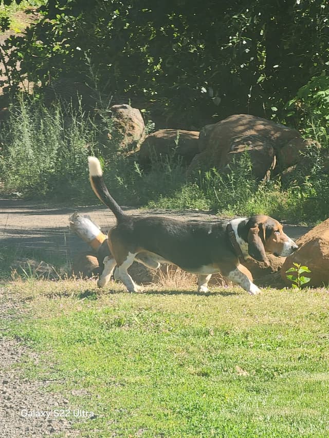 Basset Hound Puppies media 13