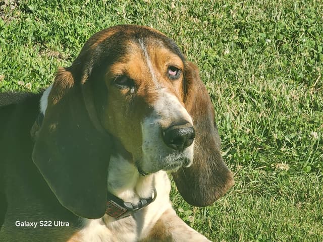 Basset Hound Puppies media 14