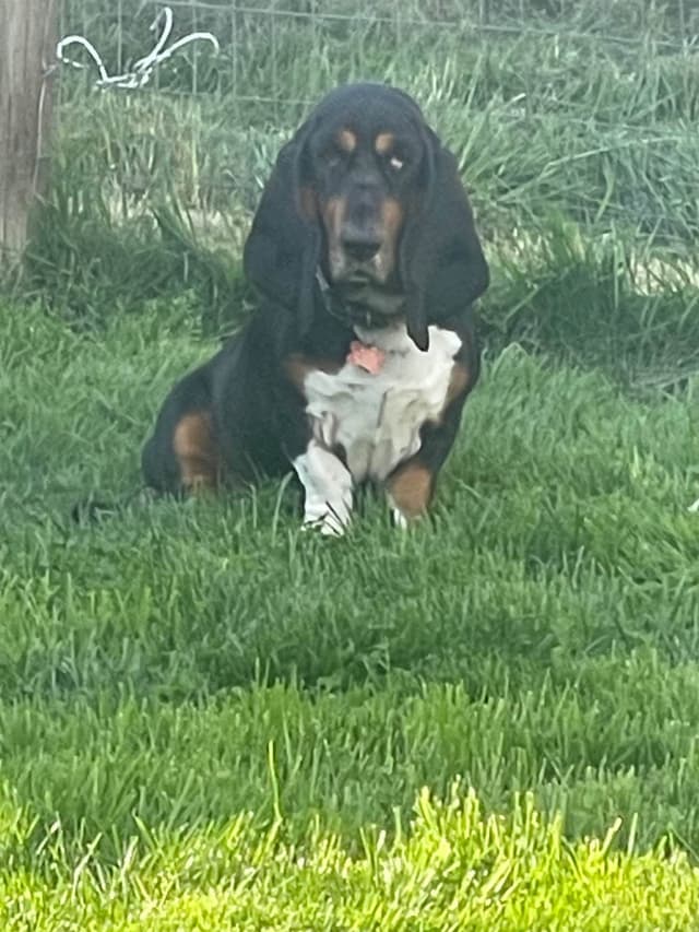 Basset Hound Puppies media 12