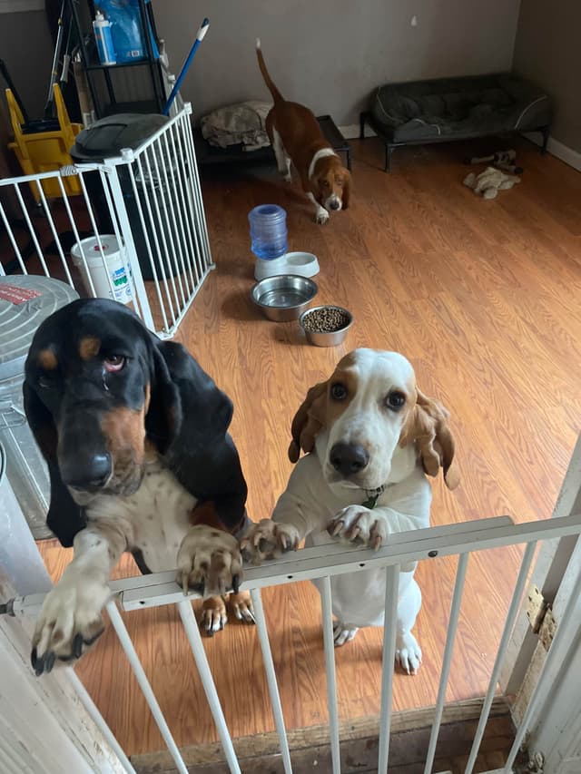 Basset Hound Puppies media 11