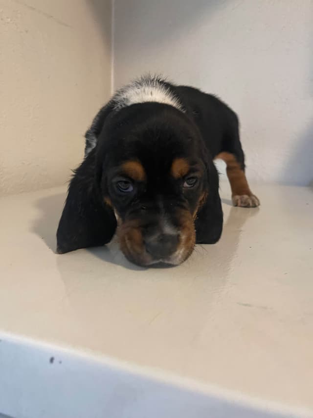 Basset Hound Puppies media 4
