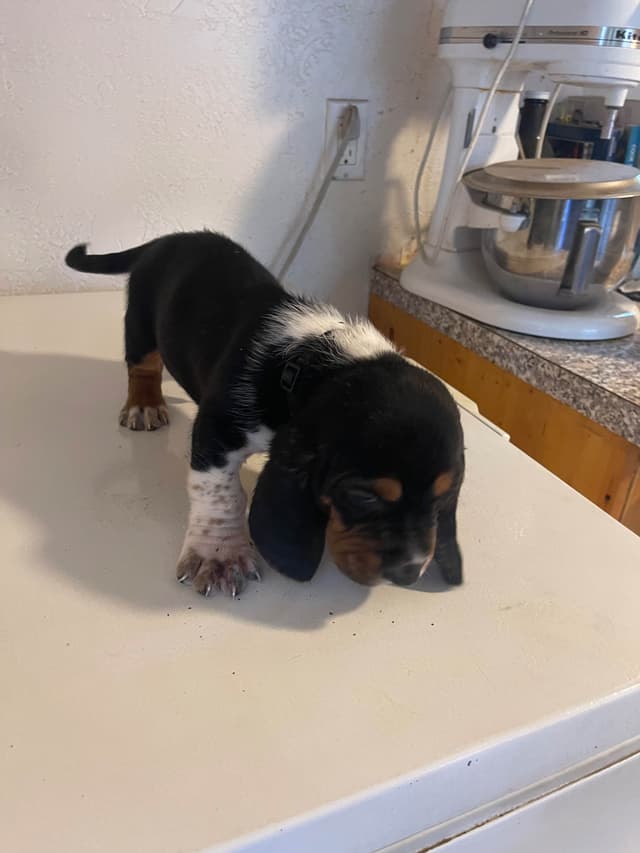 Basset Hound Puppies media 5