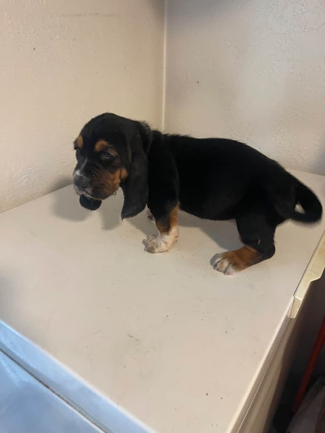 Basset Hound Puppies media 7