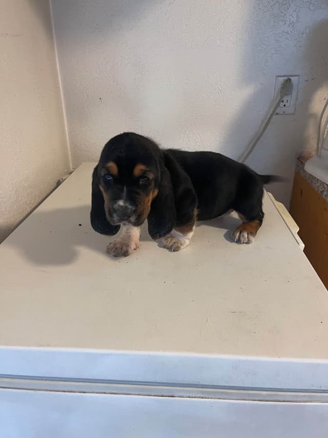 Basset Hound Puppies media 8