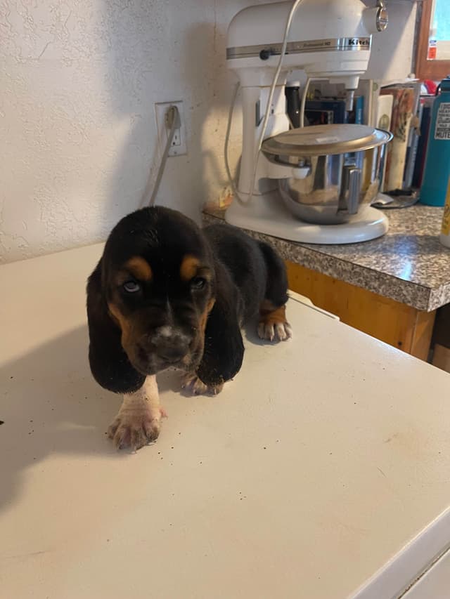 Basset Hound Puppies media 9