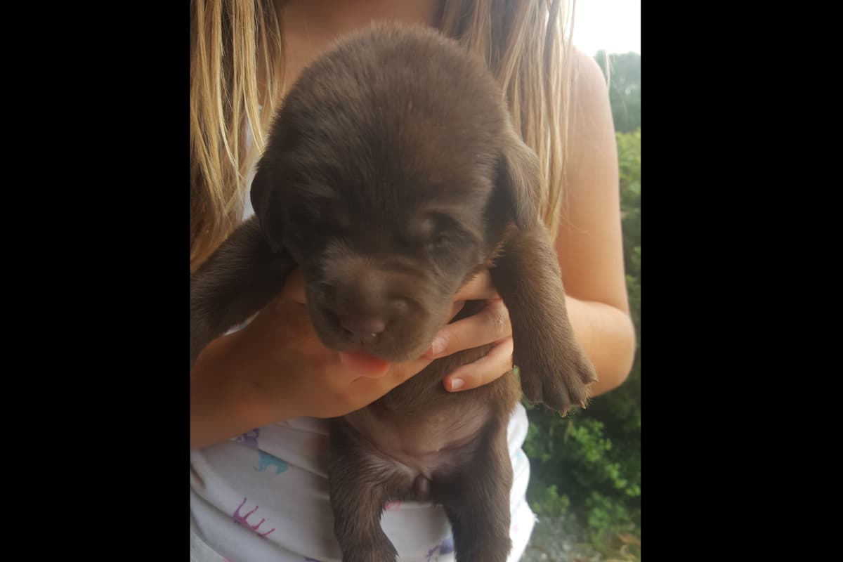 Labrador Retriever Puppies breeder image 3