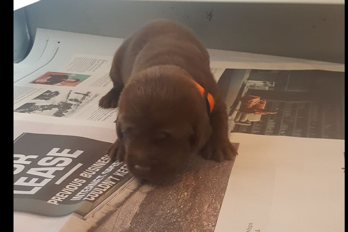 Labrador Retriever Puppies breeder image 5