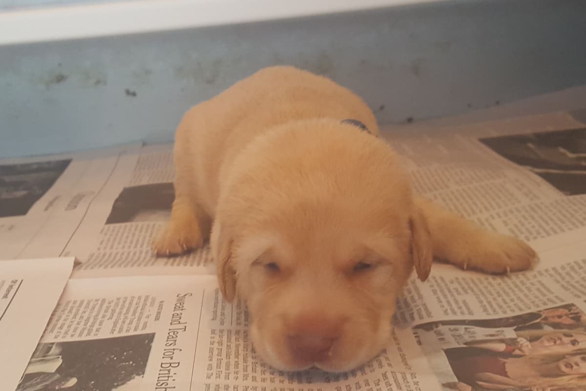 Labrador Retriever Puppies breeder image 6
