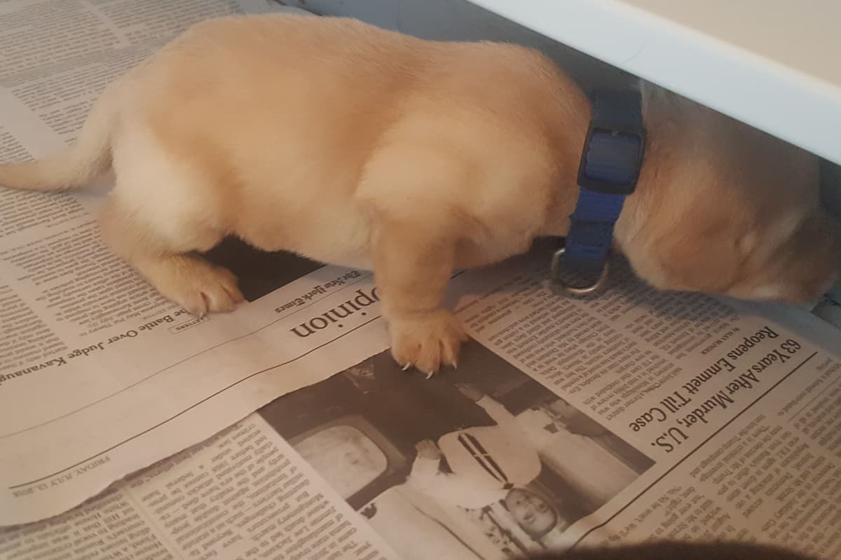 Labrador Retriever Puppies breeder image 7