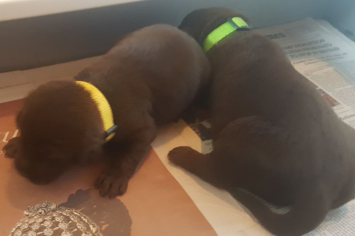 Labrador Retriever Puppies breeder image 8