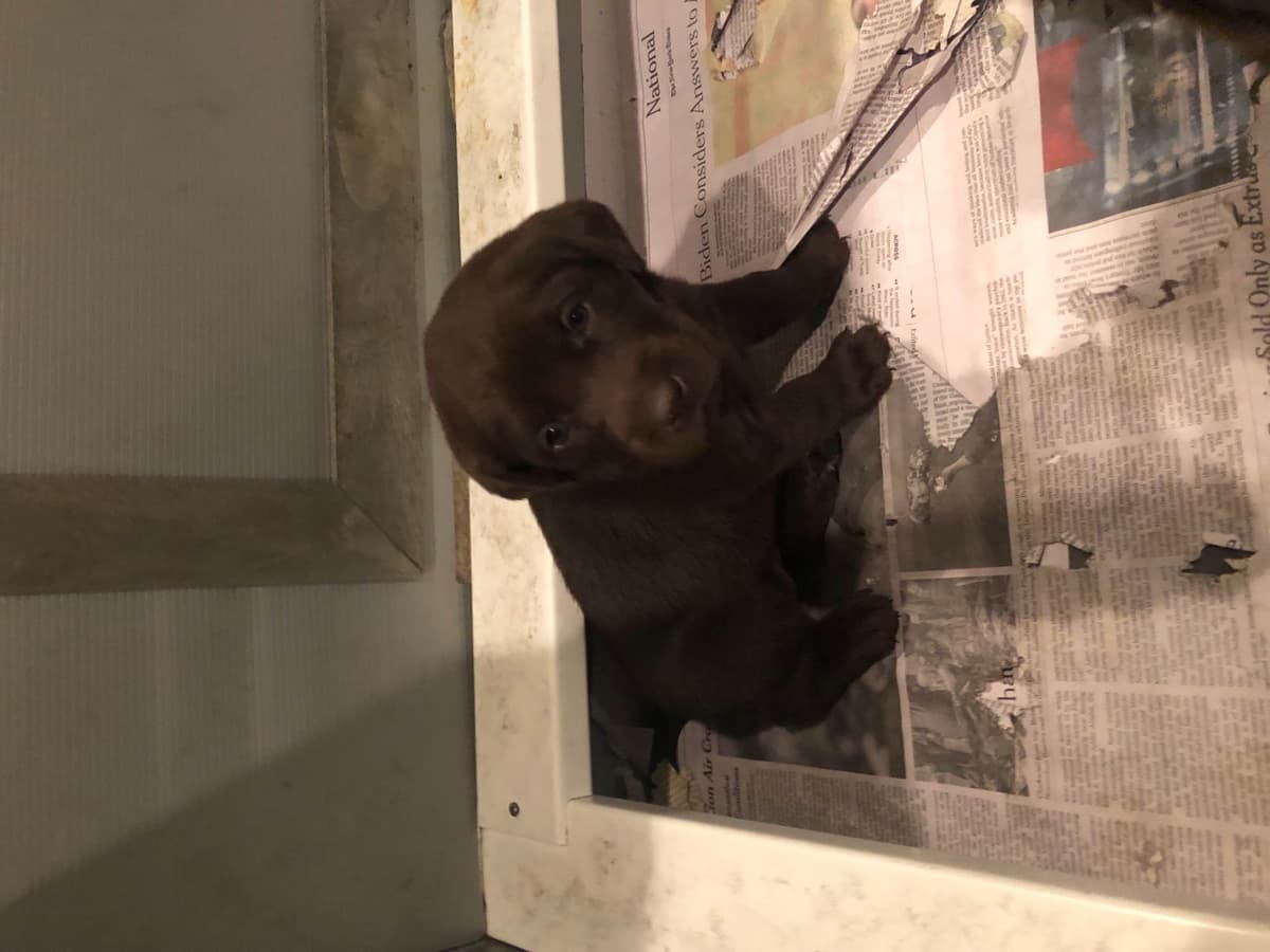 Labrador Retriever Puppies breeder image 9