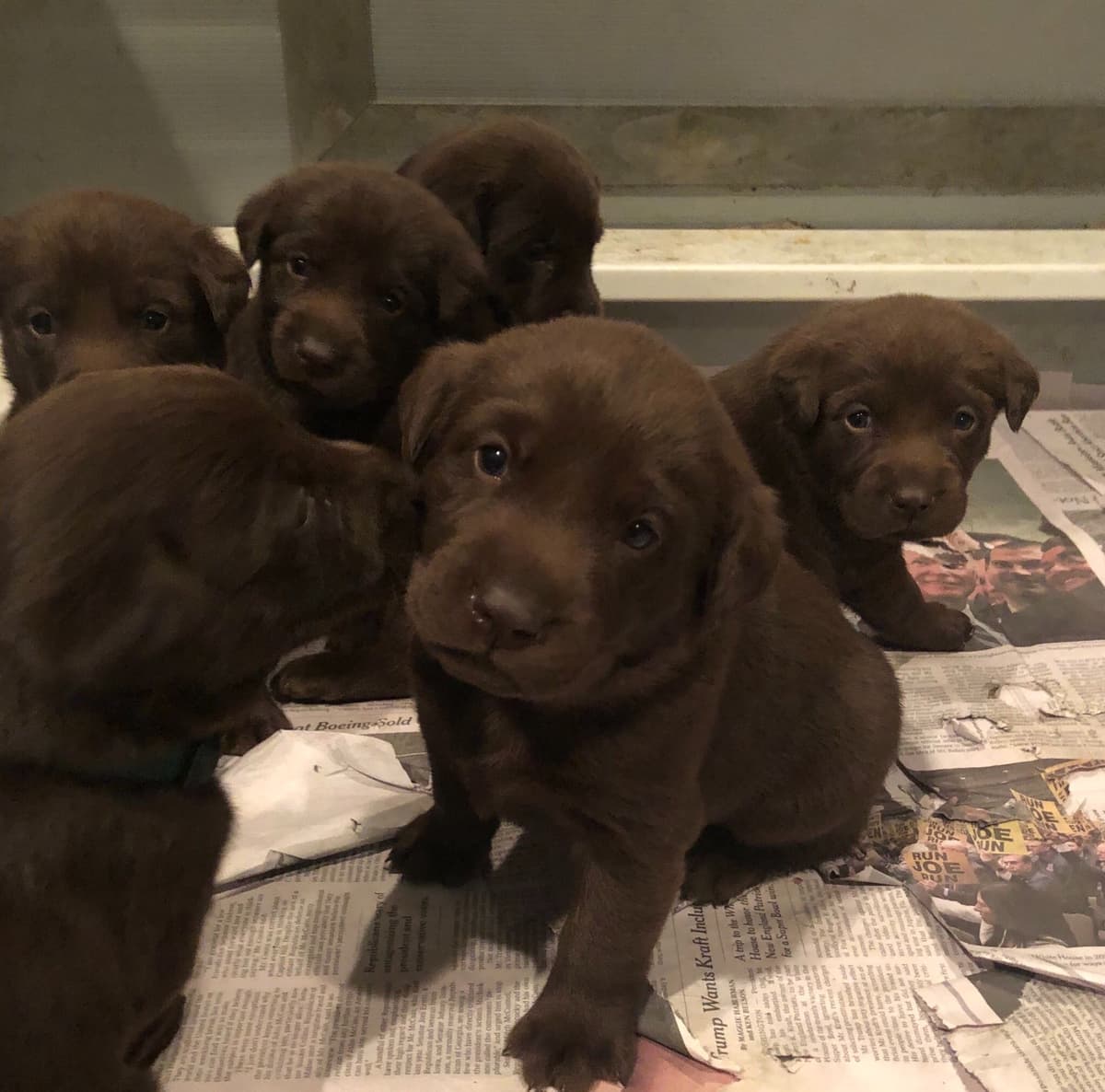 Labrador Retriever Puppies breeder image 1