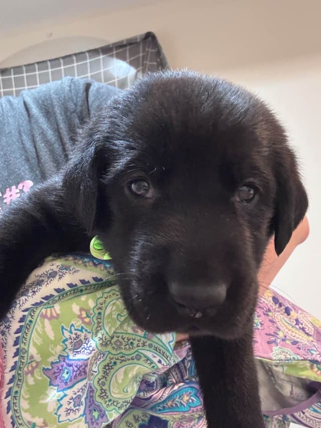 Labrador Retriever Puppies media 3