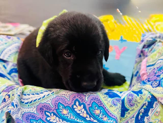 Labrador Retriever Puppies media 4