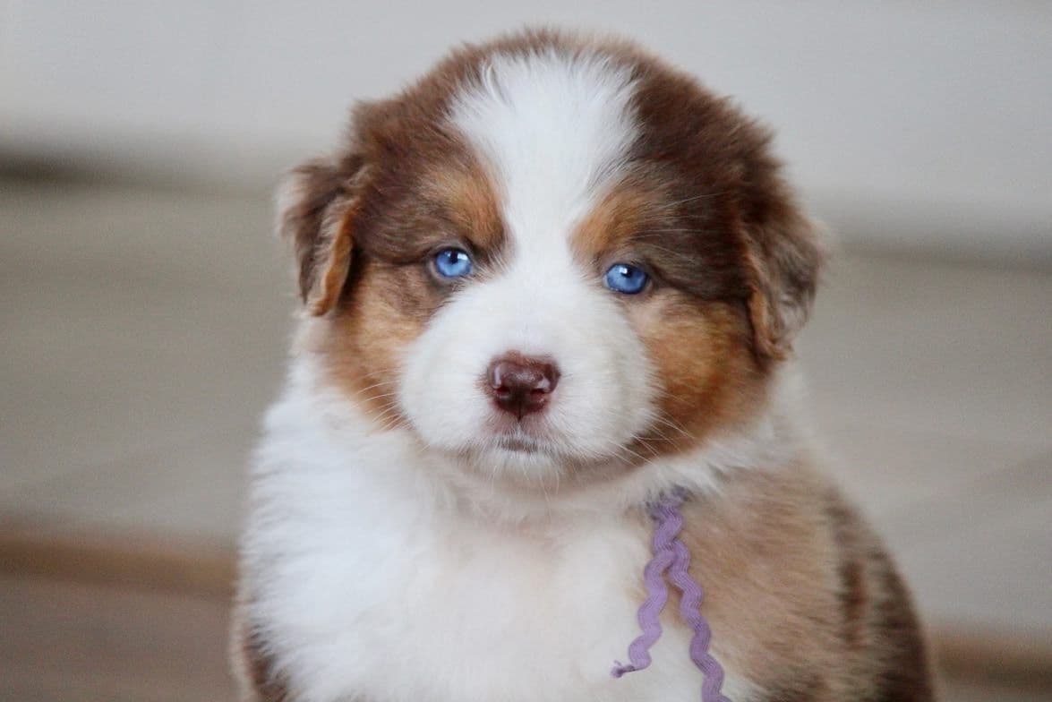 "Picnic Litter" - Australian Shepherd Puppies breeder image 1