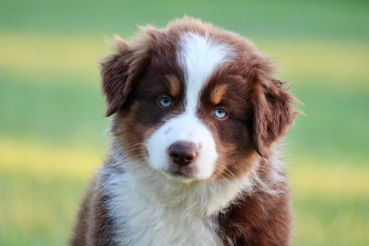 "Picnic Litter" - Australian Shepherd Puppies breeder image 2